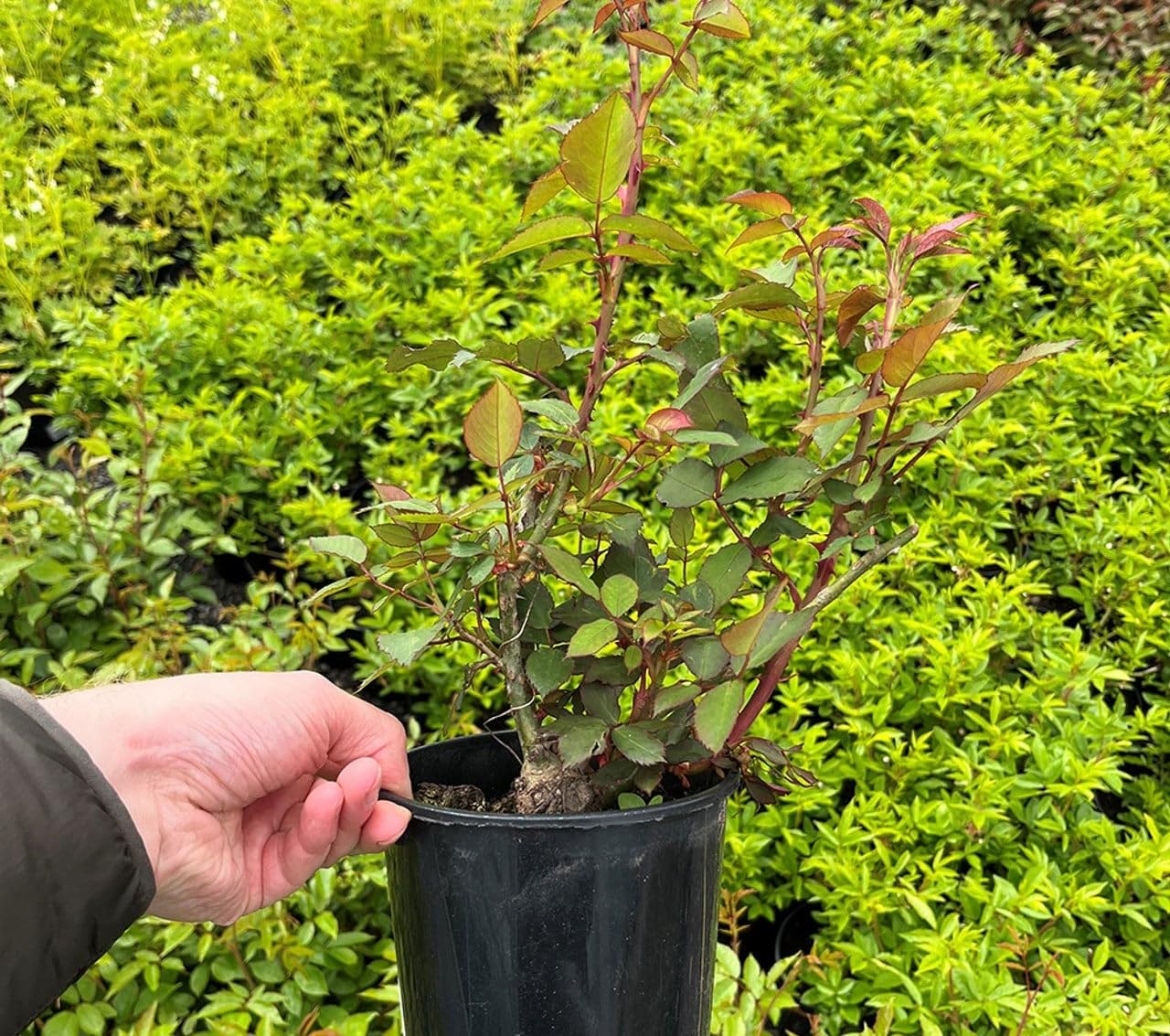 Seeds Ville Multi Colour Rose Grafted Live Plant, Rubiginosa Rosa, Deri ...