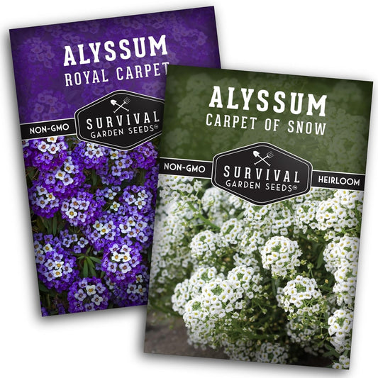 Alyssum Seeds for Planting – 2 Varieties | Purple Royal Carpet & White Carpet of Snow Sweet Alyssum – Fragrant Heirloom Flowers & Ground Cover – Survival Garden Seeds