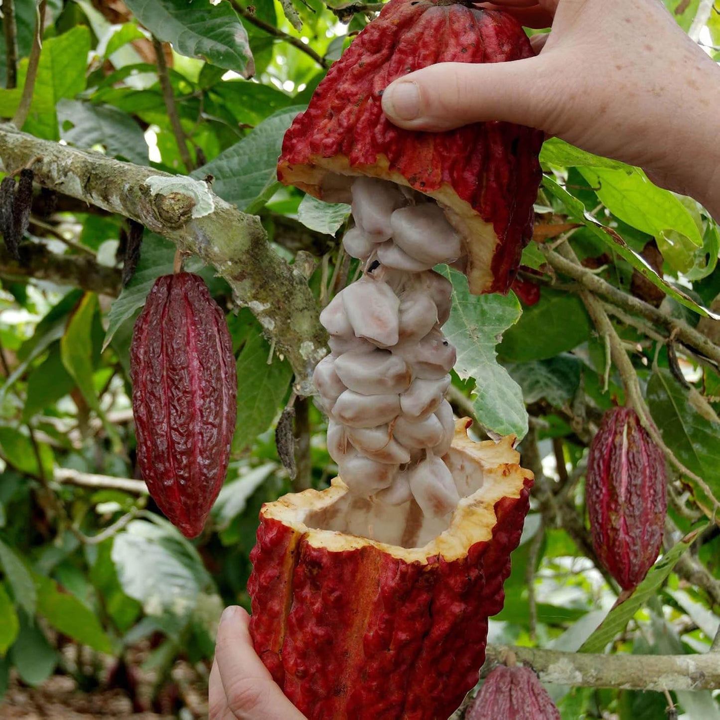 Seeds Ville Cocoa Fruit Live Plant 45-90 cm Tall