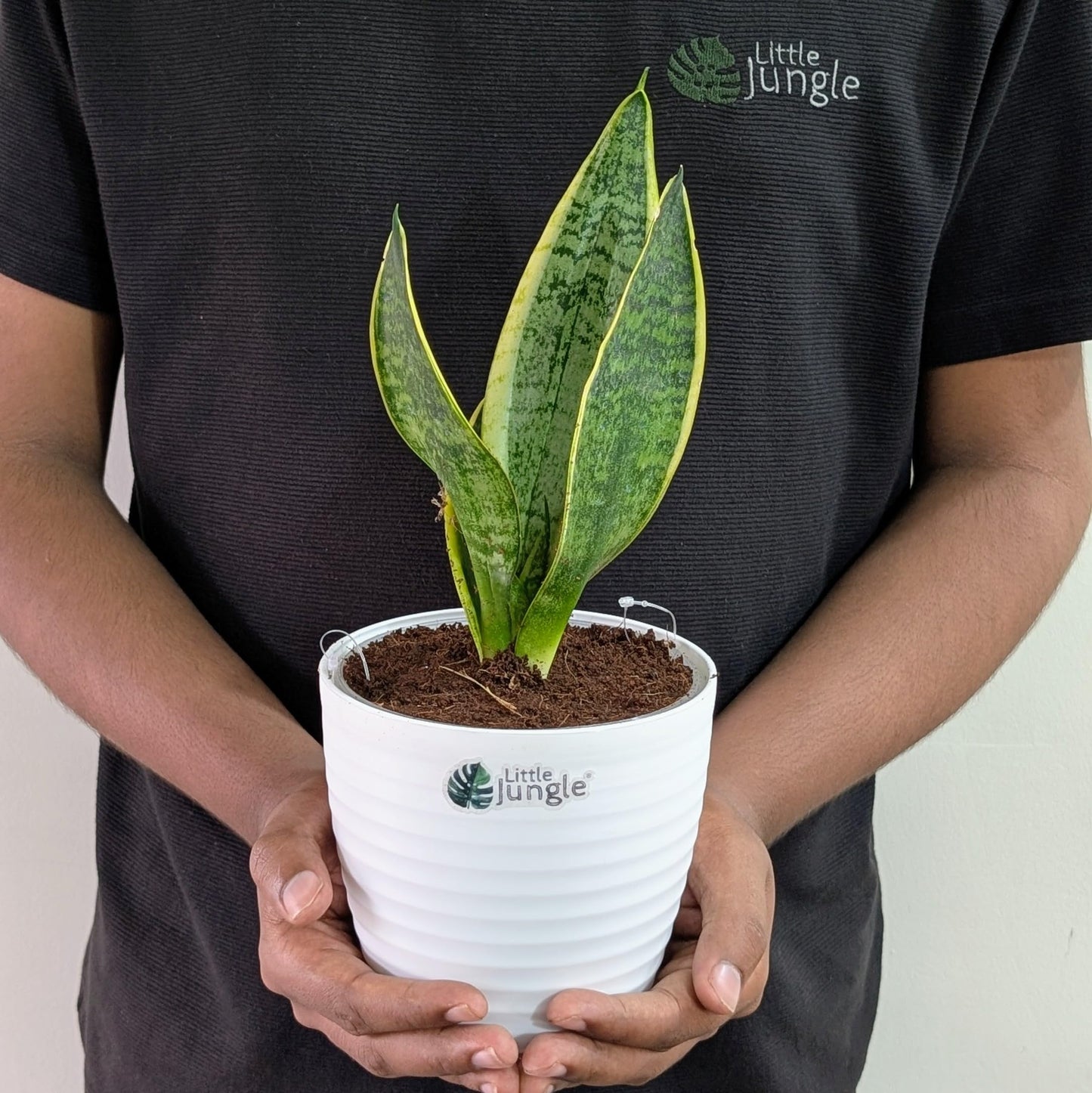 Little Jungle Sansevieria Flame - Live Plant with 5.5 Inches White Decor Pot | Indoor Plants For Home | Snake Plant | Live Plants Indoor | Air Purifying Plant | Live Plant With Pot For Home Decor |