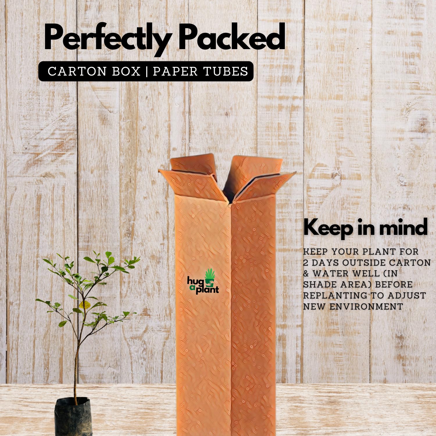 Hug A Plant |Terminalia Green Ornamental Live Plant (Home & Garden)