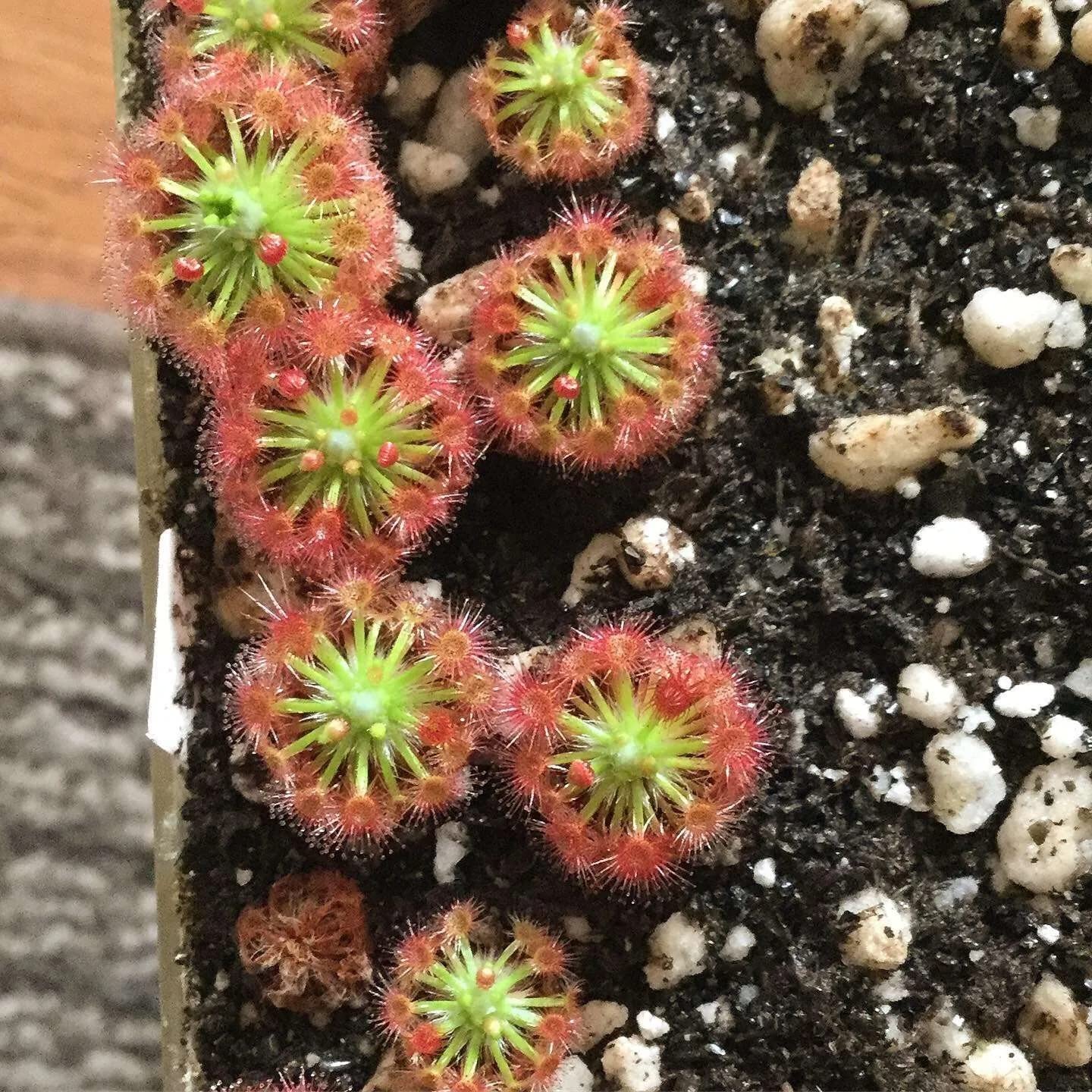 Exotic Drosera Pedicellaris Carnivorous Plant Seeds - 20+ Seeds Eco Pack