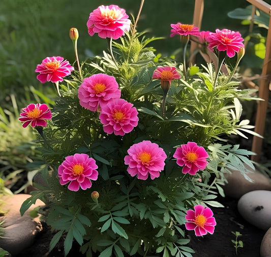BlimBurn Pink Hybrid Marigold Flower Seeds - 50pcs, Grow All Year Round, Low Maintenance, Grow Indoor Outdoor - Seeds Ville