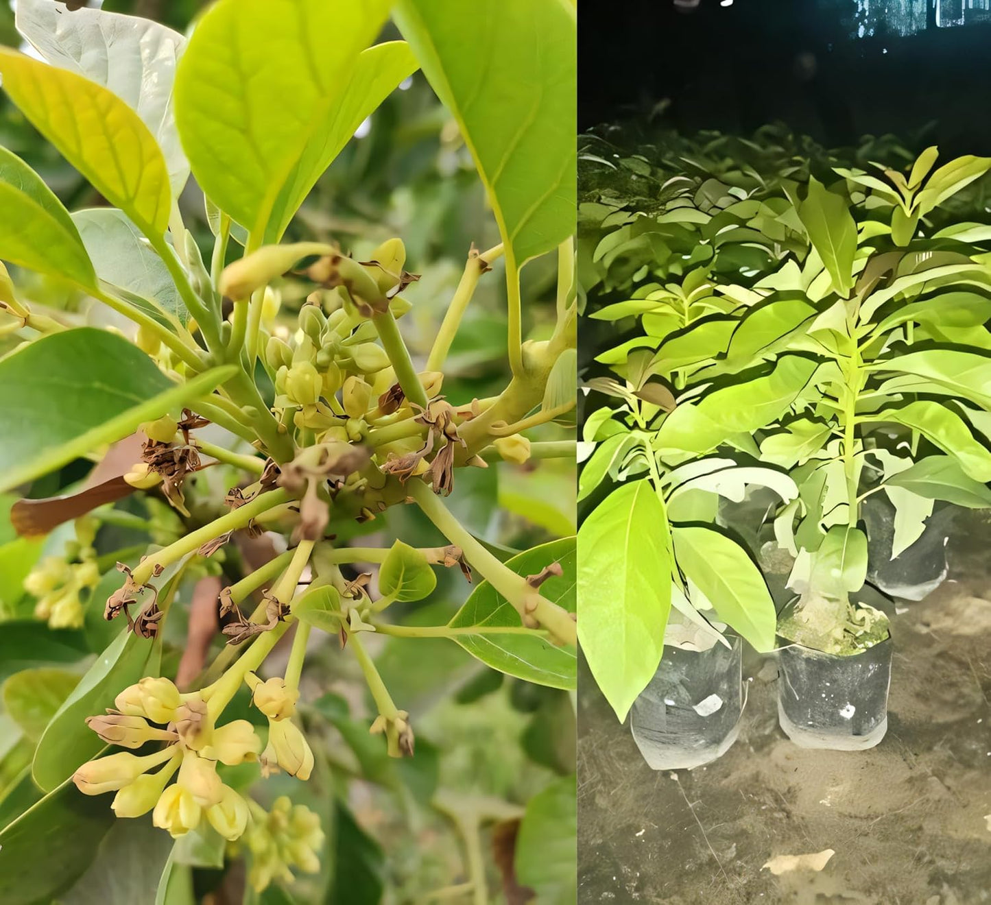 Avocado Frout Plant (Plant height 1.5-2.5 Feet) Butter Fruit - Plant Hybrid Hass Avocado Persea Americana Alligator Pear Butter Fruit Vena Ey Evokaido Phal Aveakkadea Phalam Rare Variety Tree