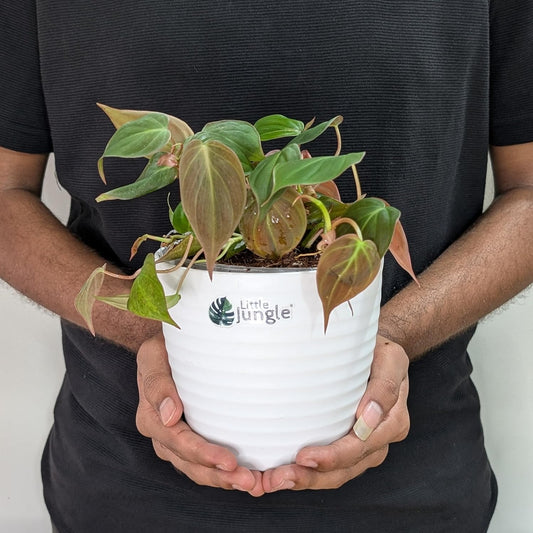 LittleJungle Philodendron Micans - Live Plant with 5.5 Inches White Decor Pot | Indoor Plants For Home | Live Plants Indoor | Air Purifying Plant | Live Plant With Pot For Home Decor |