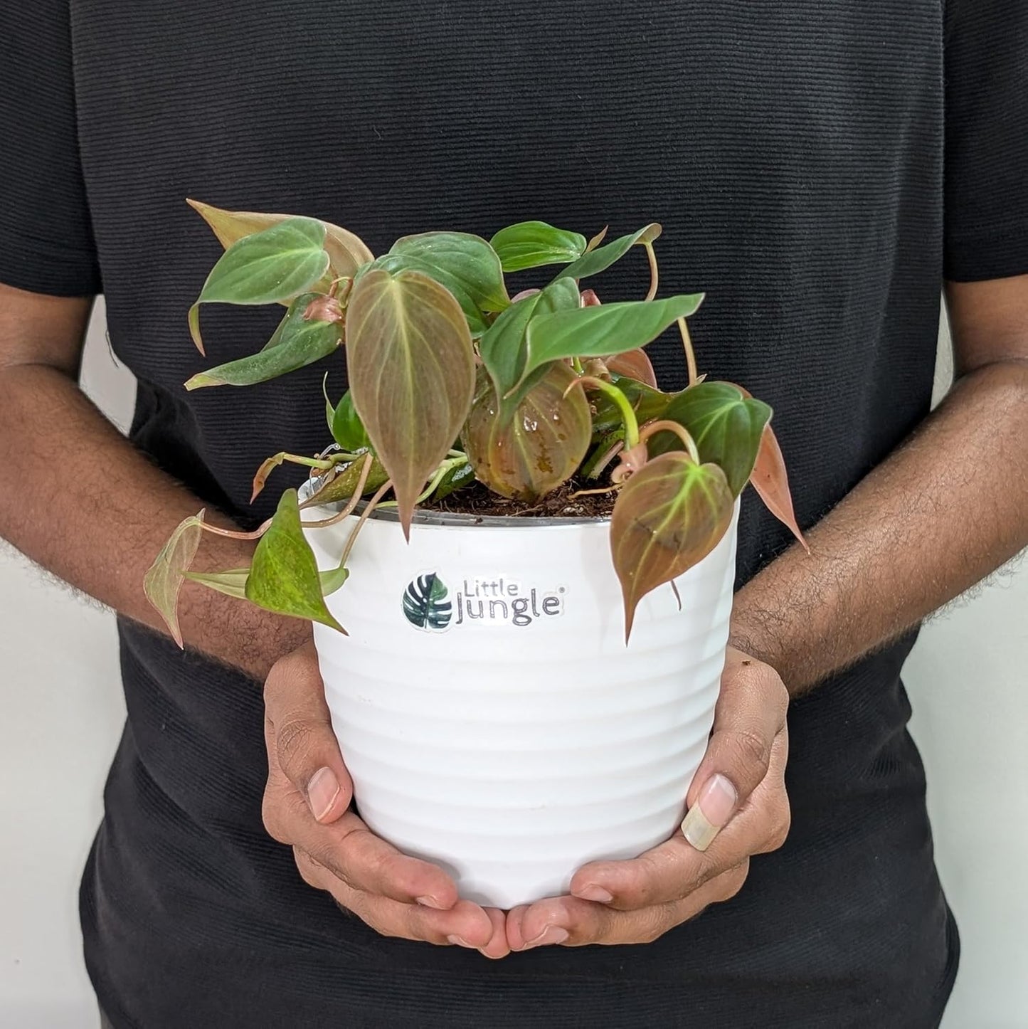 LittleJungle Philodendron Micans - Live Plant with 5.5 Inches White Decor Pot | Indoor Plants For Home | Live Plants Indoor | Air Purifying Plant | Live Plant With Pot For Home Decor |