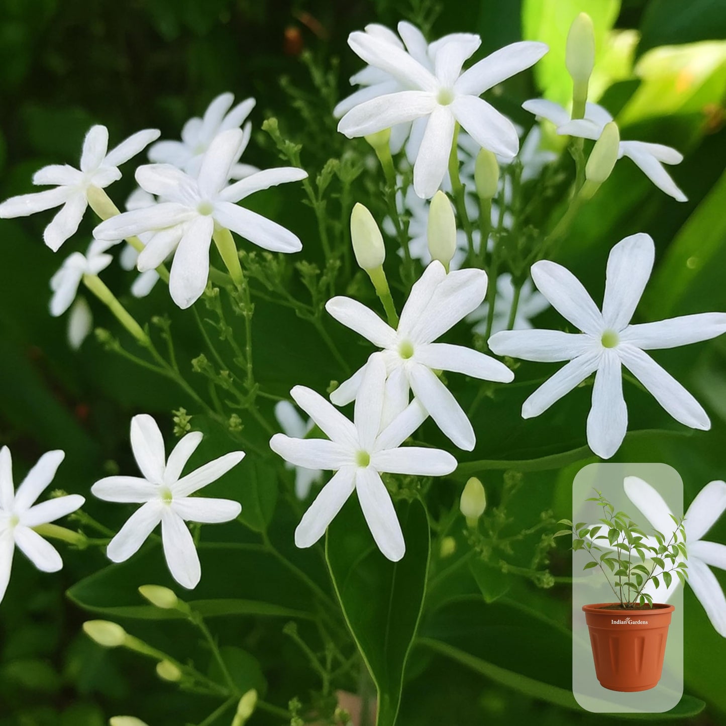 Indian Gardens - 5 Layer/Arabian Jasmine Jasmine live plant | Indoor & Outdoor Plant | sambac White | 4 inch (Min : 2)