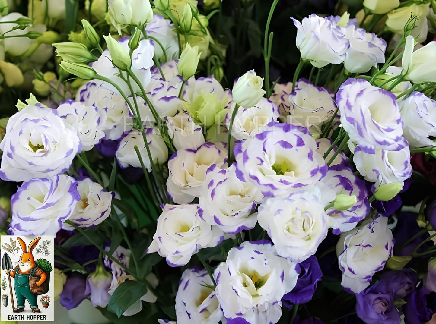 50+ SEEDS Lisianthus Flower Mix Colors Seed Pack, Easy Care & Fragrant & Air Purifying for Indoor & Outdoor Gardening - Seeds Ville