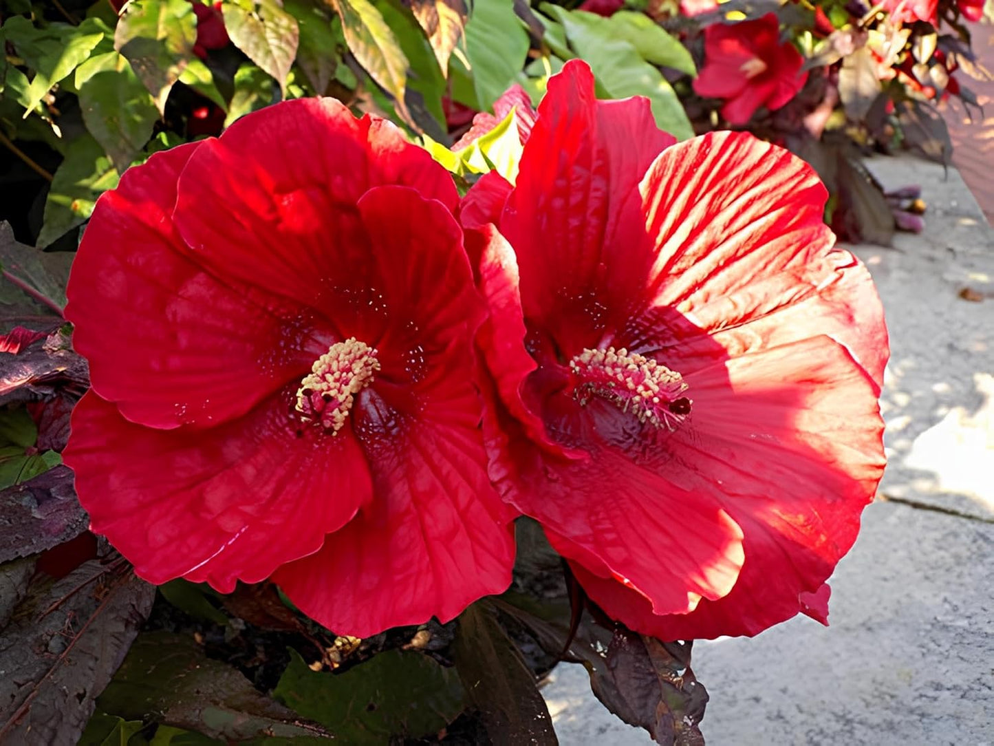 Hibiscus 'Midnight Marvel' Flower Seeds Pack - 25+ Seeds - Grow in All Seasons-Low Maintenance