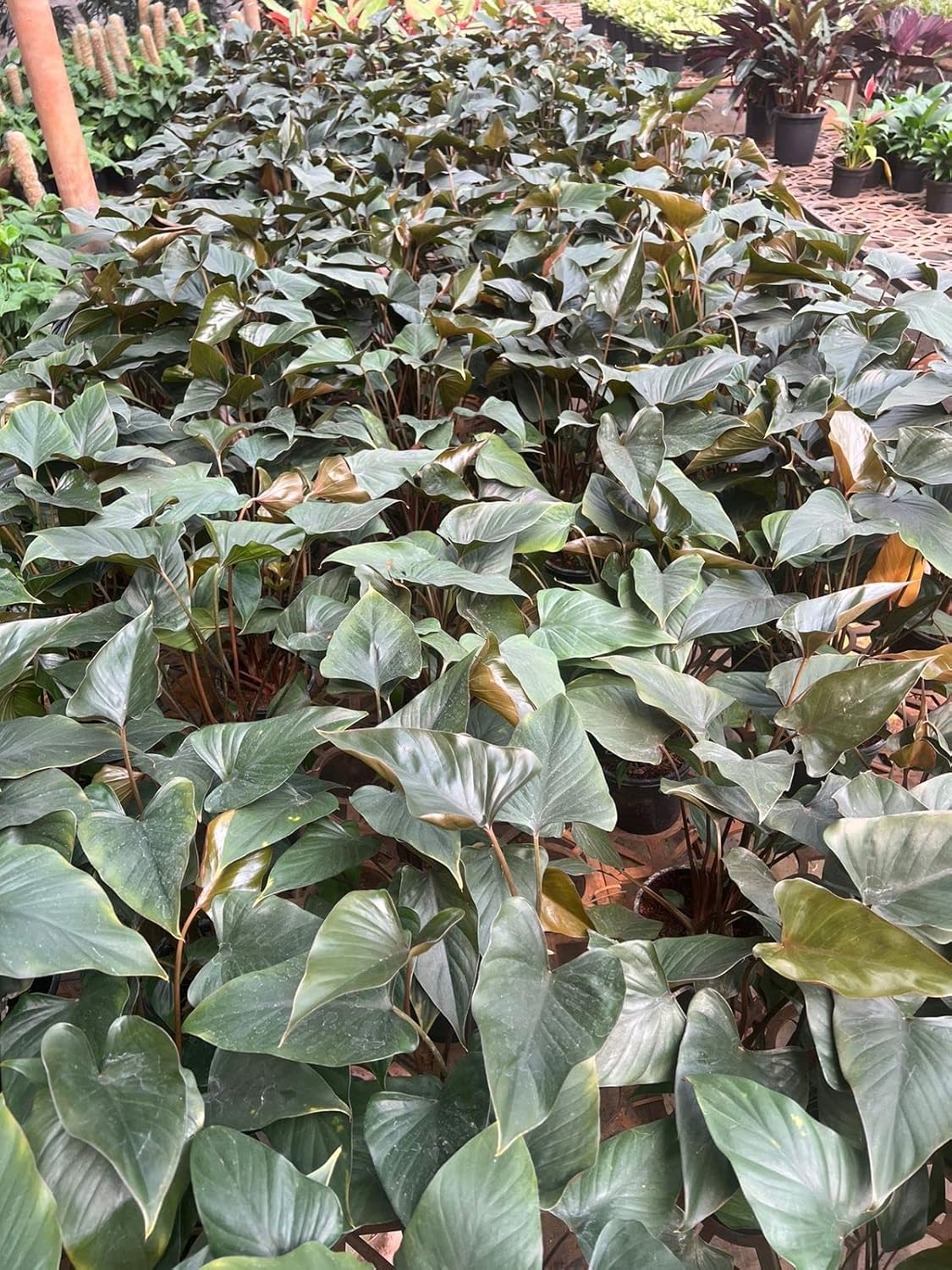 Garden Art Live Plant Homalomena Rubescens (Queen Of Hearts-Maggie) Live Plant With 4inch Nursery Plastic Pot for Home, Office,Garden Decor