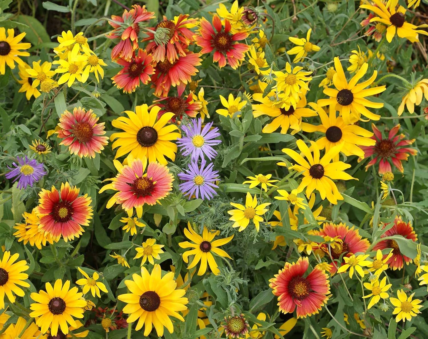 Drought Tolerant Wildflower Seeds Mix For Sowing/Open-Pollinated / 50 Seeds Eco Pack - Seeds Ville