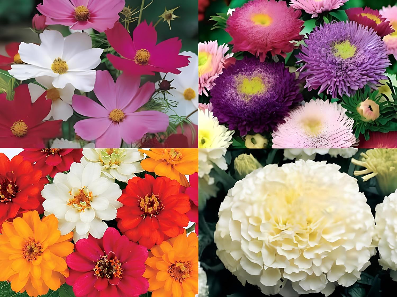 Low Maintenance Hybrid Flower Seeds Combo Pack- All Year Flower Seeds Supply (4 VARIETIES) - Seeds Ville