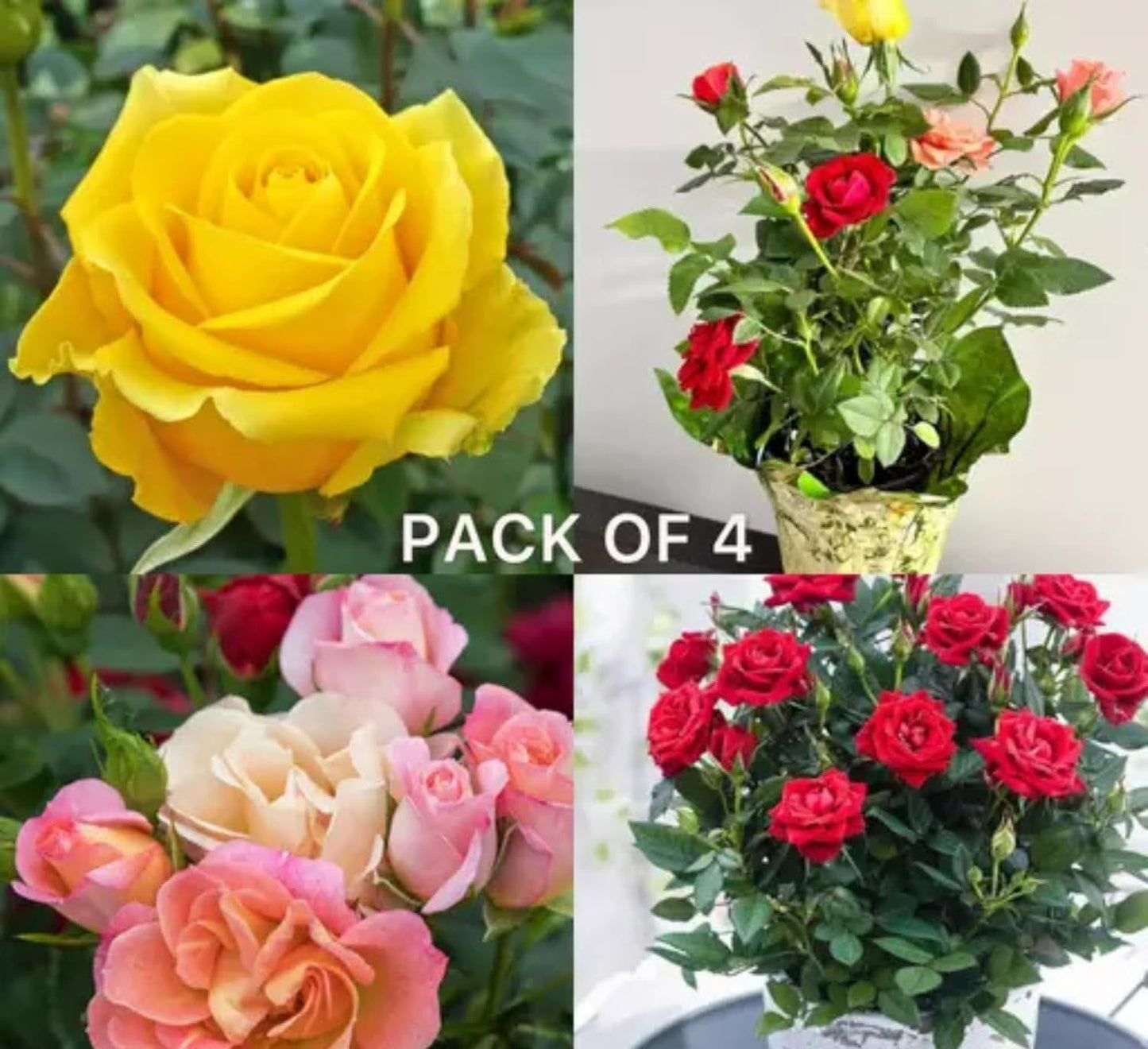 DEJESQOO (Cambo-4) Live rose flower plant Bears Flowers in 6 Months, Multicolour Great for Backyard Growing – Featuring Live Plant Varieties Rose Flower Plant for Home & Garden