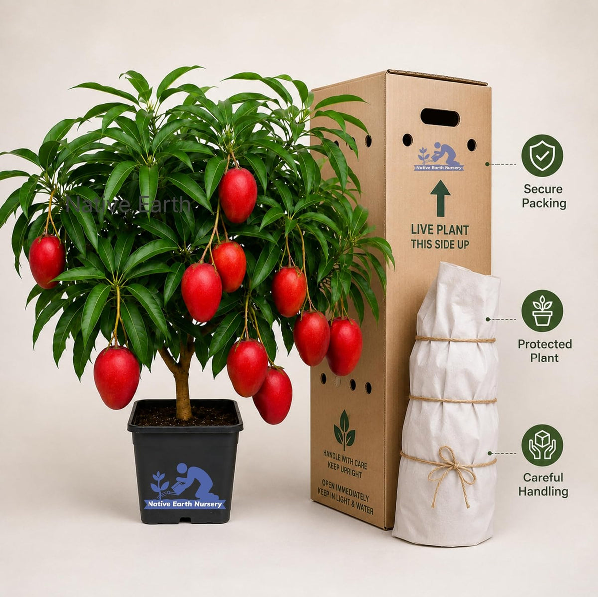 Seeds Ville Japanese Miyazaki Mango Grafted Live Plant Hybrid