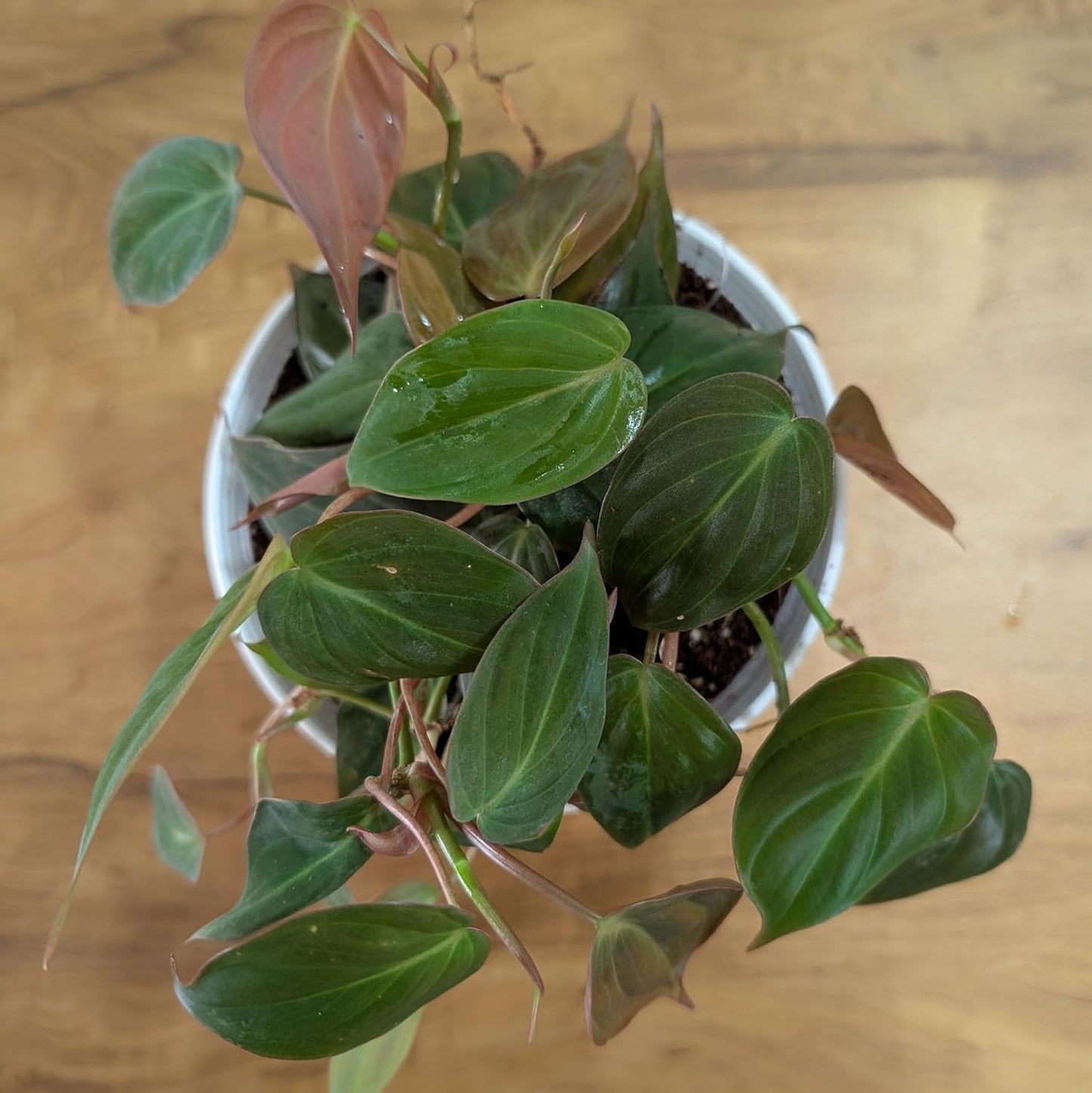 LittleJungle Philodendron Micans - Live Plant with 5.5 Inches White Decor Pot | Indoor Plants For Home | Live Plants Indoor | Air Purifying Plant | Live Plant With Pot For Home Decor |