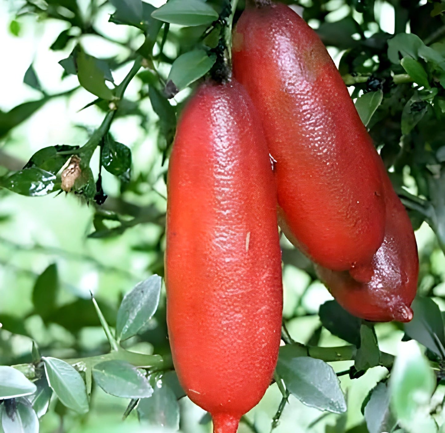 PAJUSDYASI-"Moon Drop Black grapes" Fruit plant Seedless all seasons hybrid - 1 Healthy Live Super Yielding Early Fruting Moon Drop Black grapes Fruit Plant for Home Garden