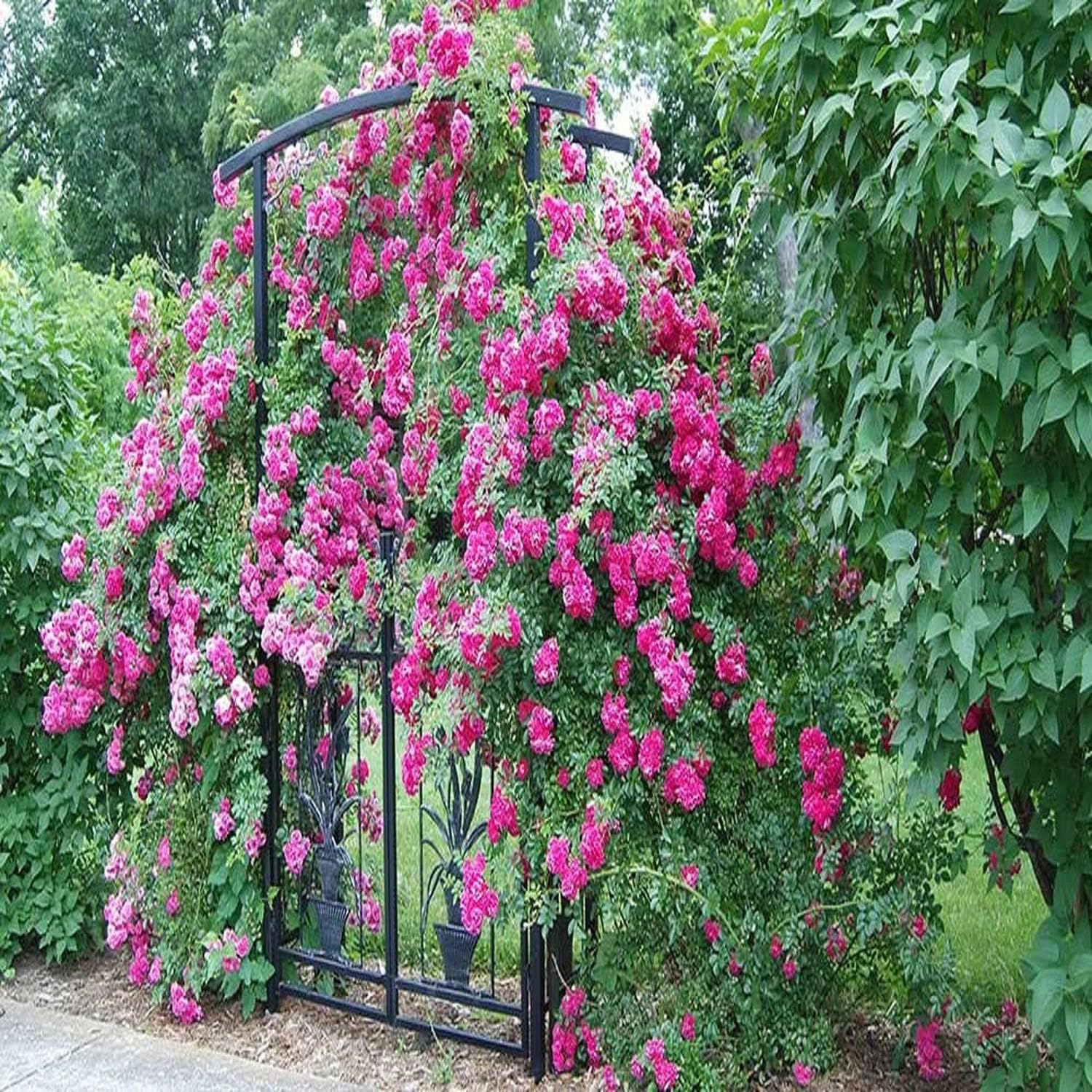 Pink Colour Climbing Rose Fragrant Flower Live Plants & Tree(1-2 Feet Size) - Seeds Ville