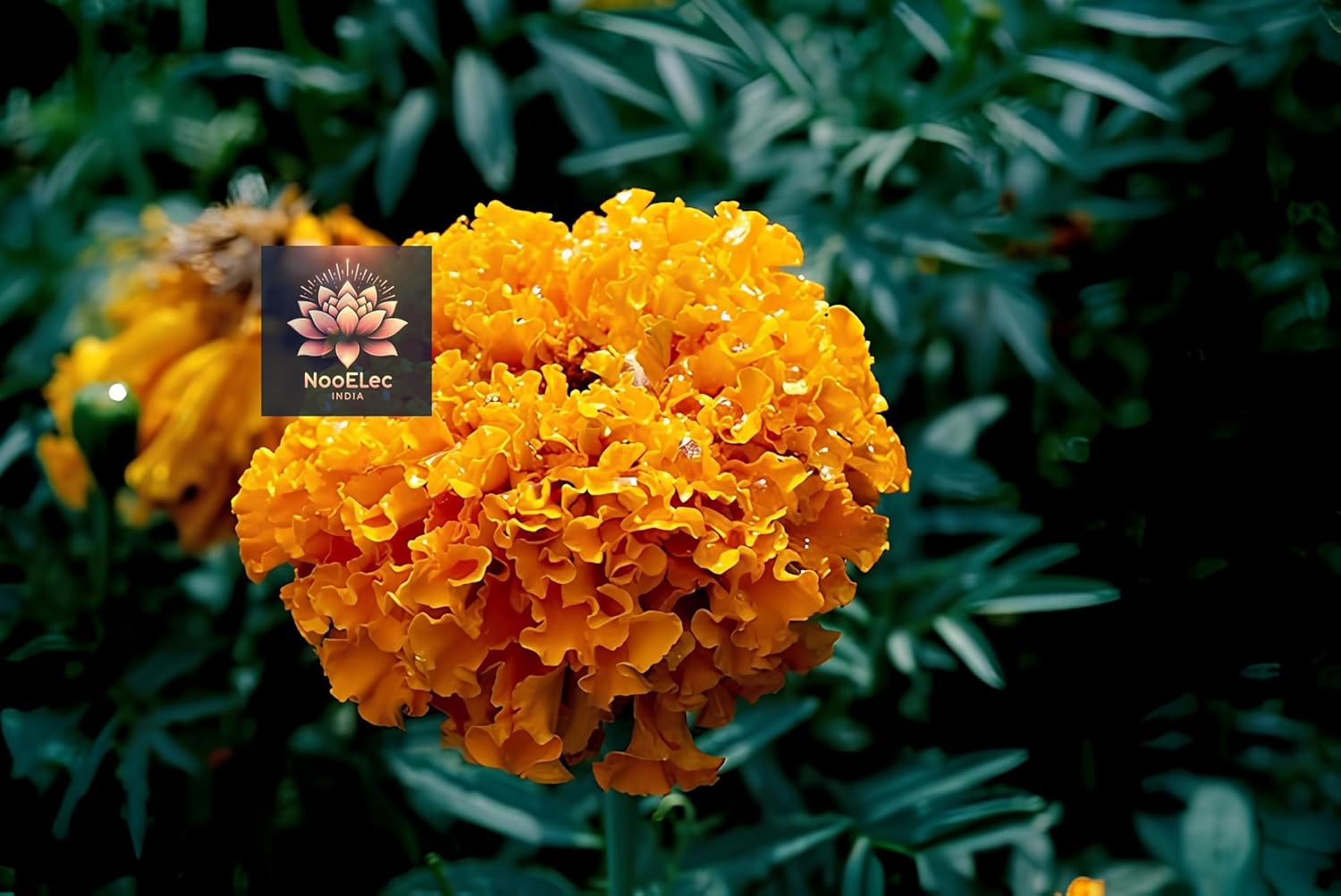 2000 Marigold Seeds - African Gainda, Plant and Grow Year-Round, Jumbo Pack - Seeds Ville