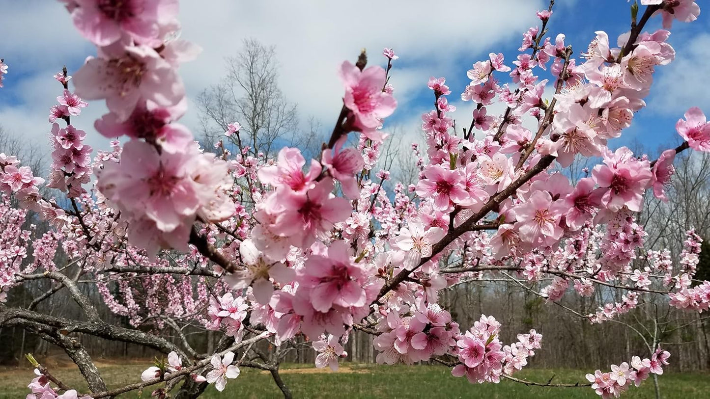 35+ SEEDS- Peach Flower Tree Seeds For Planting- Grow Year Round. (PINK)