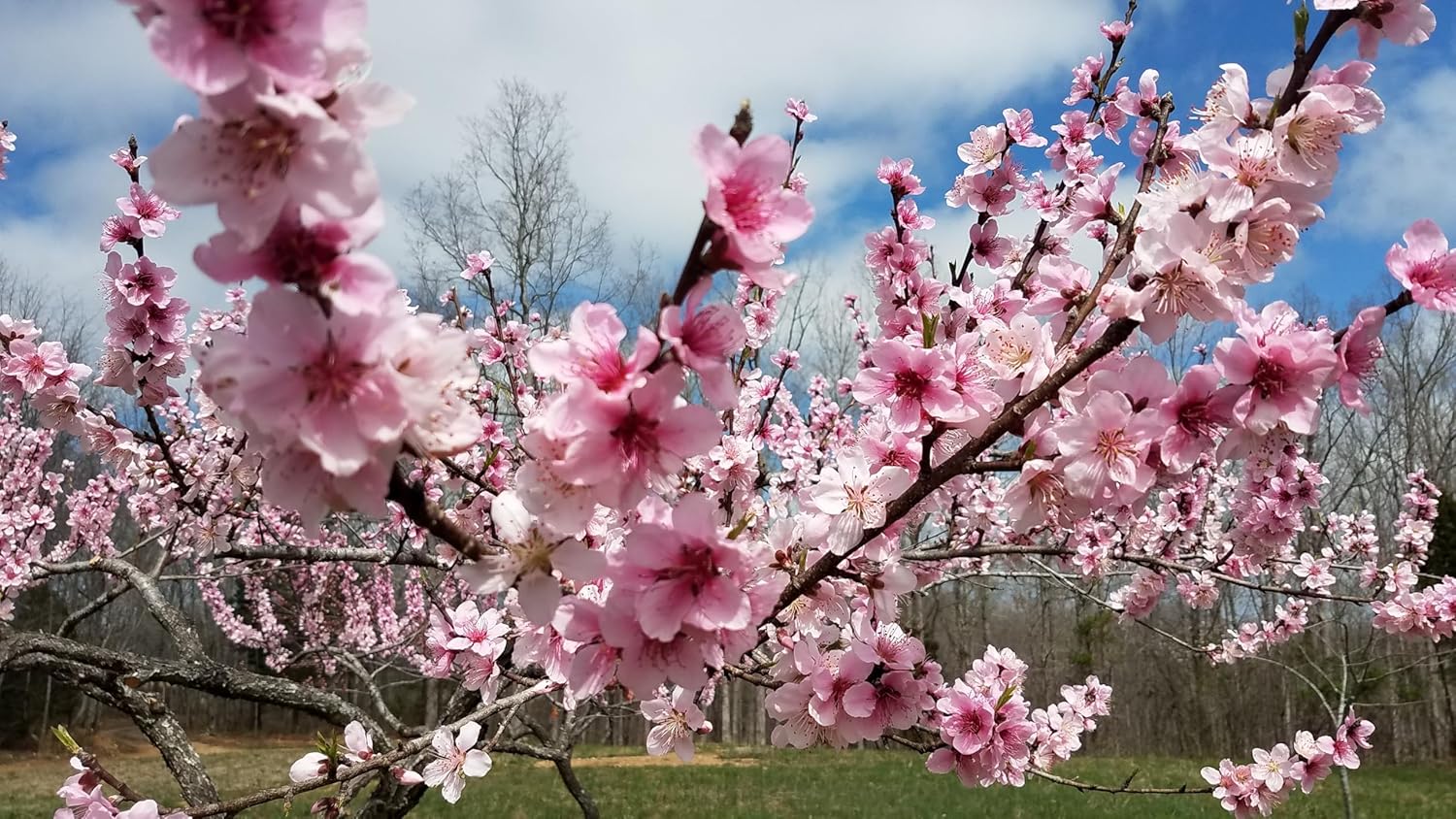 35+ SEEDS- Peach Flower Tree Seeds For Planting- Grow Year Round. (PINK)