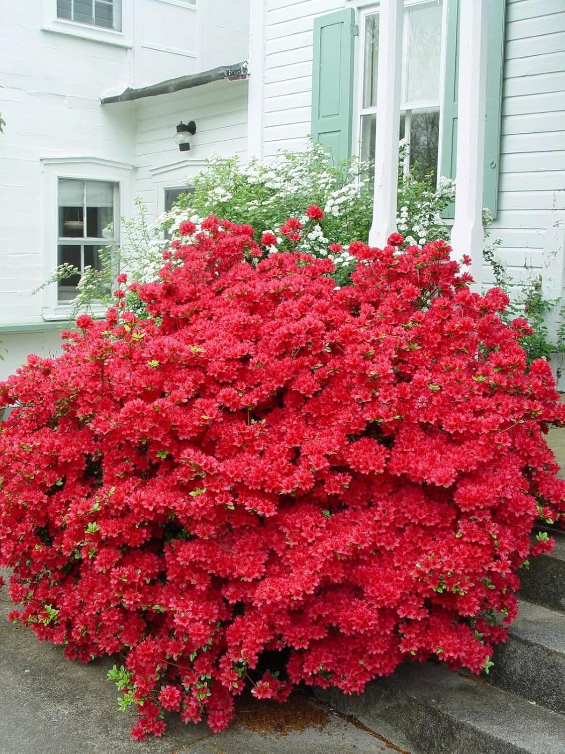 Seeds Ville Red Azalea Flowering Live Plant for Home Garden
