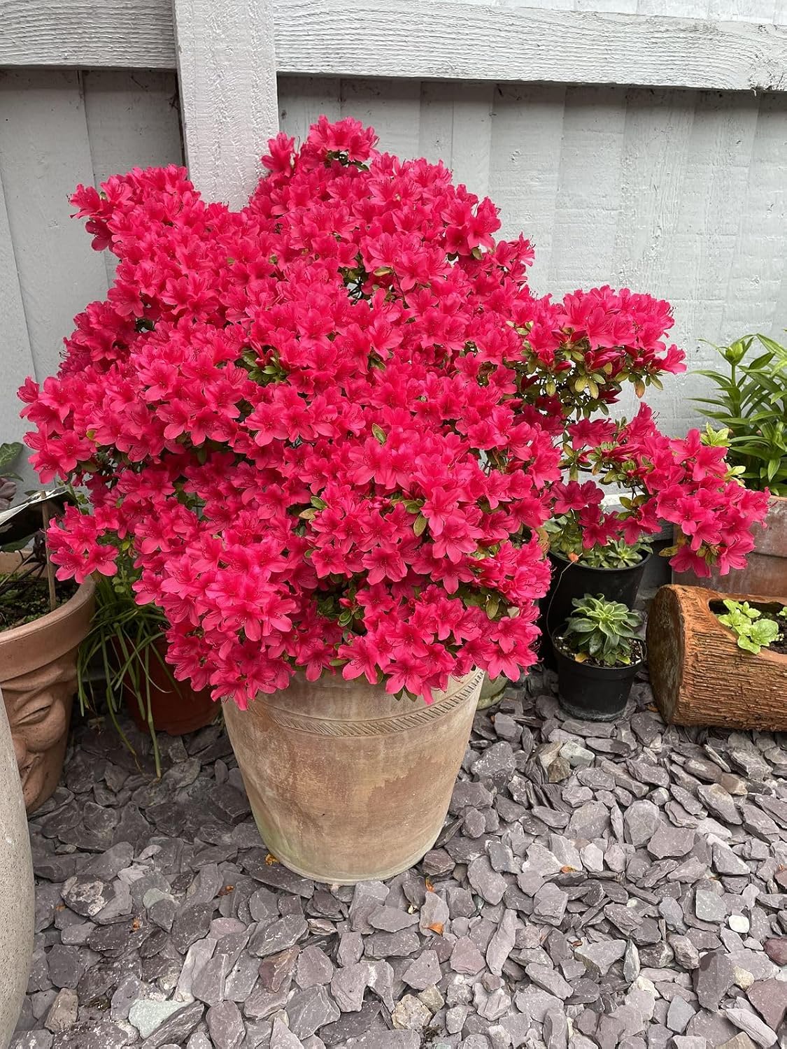 Seeds Ville Red Azalea Flowering Live Plant for Home Garden