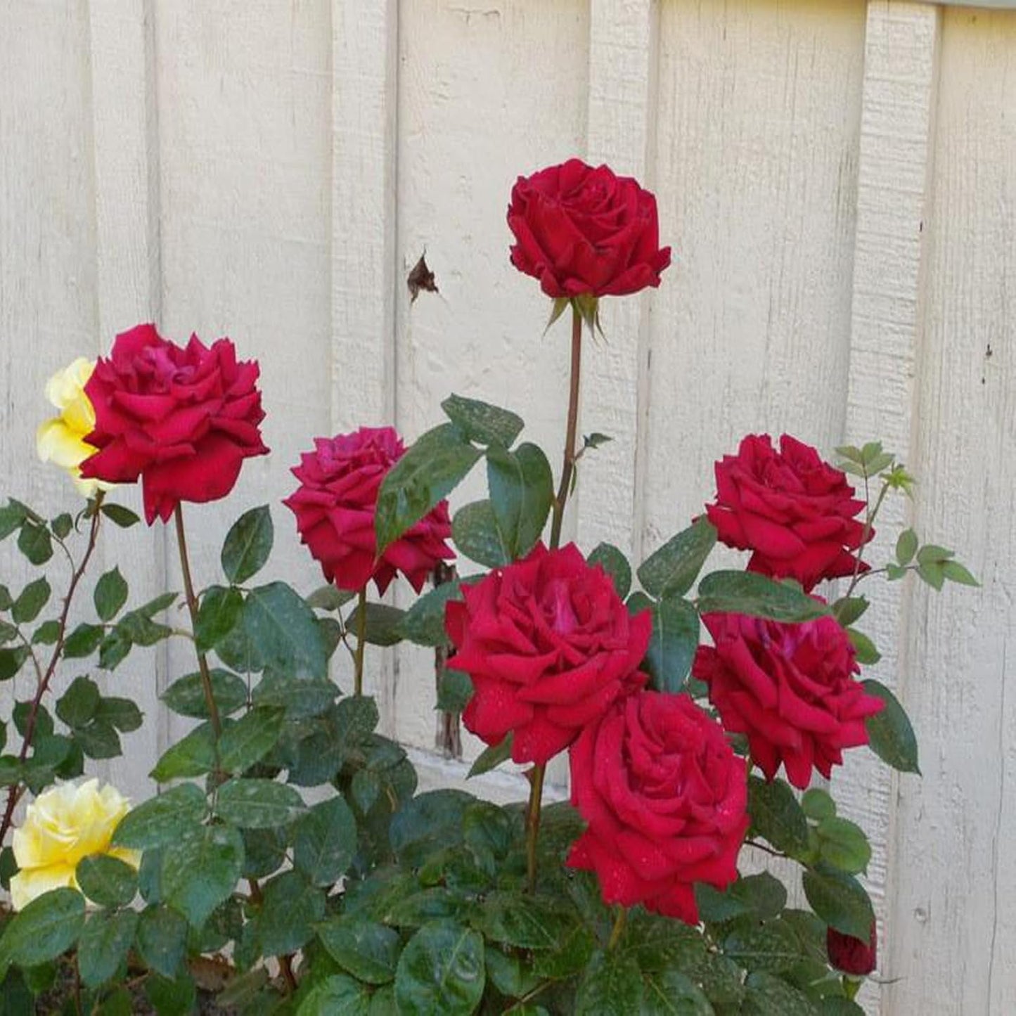 Red King Of Rose Fragrant Flower Live Plants & Tree(1-2 Feet Size)