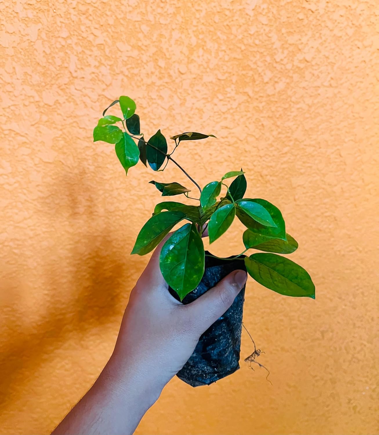 Cat's Claw Live Creeper Flower Plant | Hybrid Plant | Cat's Claw Flowering Wall Creeper | Vibrant Yellow Flowering Wall Creeper for Outdoor Garden | (Dolichandra Unguis-Cati) |Bloom Yard