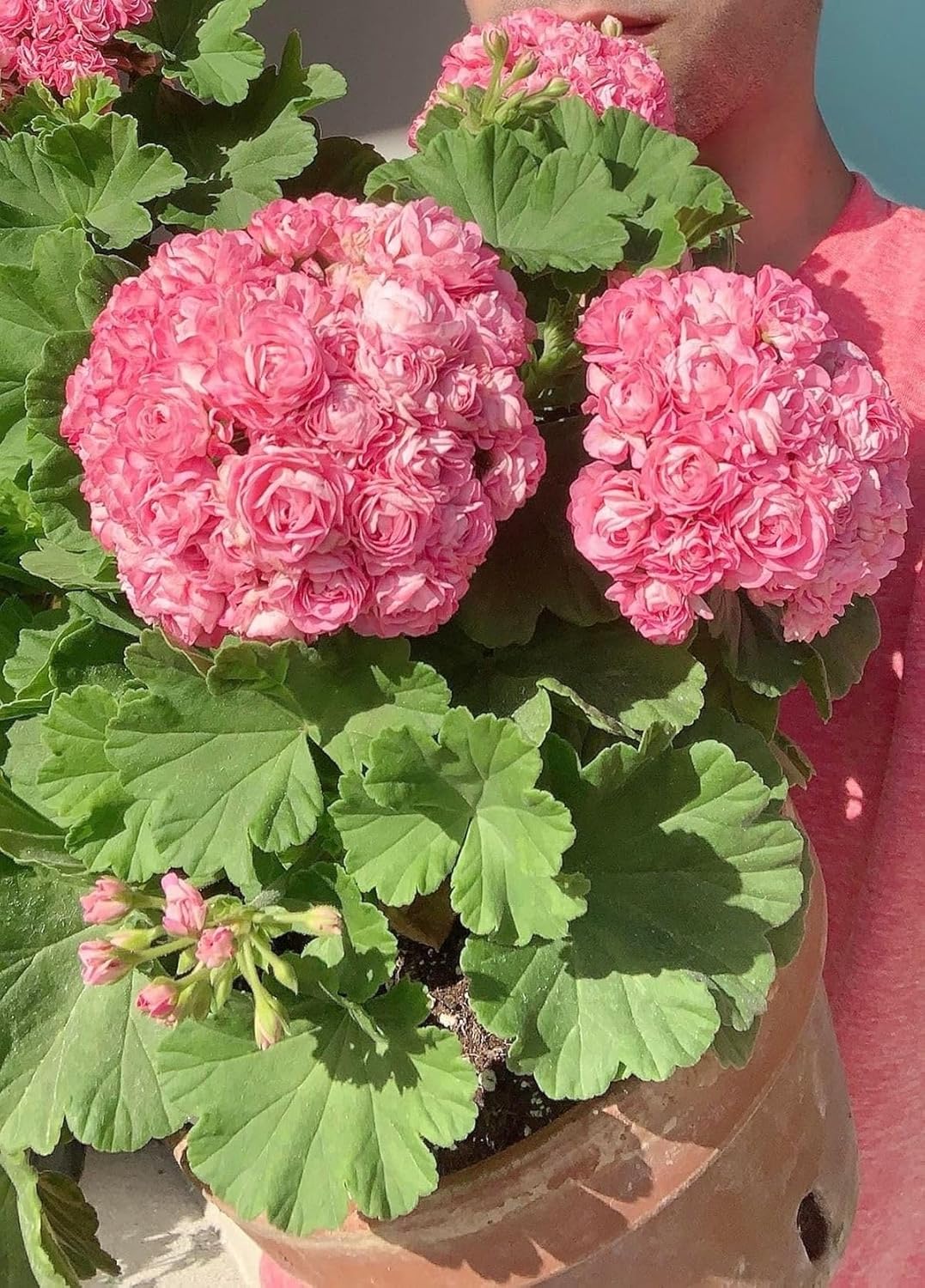 Climbing Double Geranium Flower Seeds for Home and Kitchen Gardening, Pack of 60 to 80 seeds