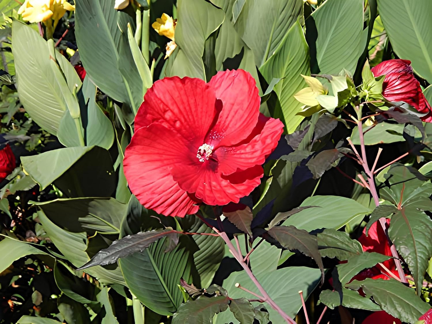 Hibiscus 'Midnight Marvel' Flower Seeds Pack - 25+ Seeds - Grow in All Seasons-Low Maintenance
