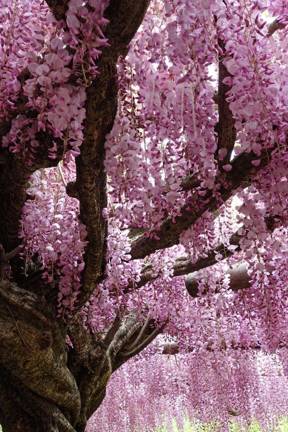 NooElec Seeds India 35+ SEEDS- Pink Wisteria Tree Seeds For Planting Home Garden- Grow All India. - Seeds Ville