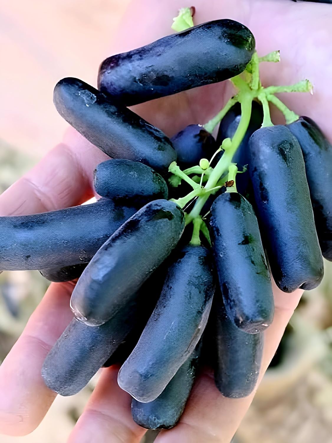 PAJUSDYASI-"Moon Drop Black grapes" Fruit plant Seedless all seasons hybrid - 1 Healthy Live Super Yielding Early Fruting Moon Drop Black grapes Fruit Plant for Home Garden