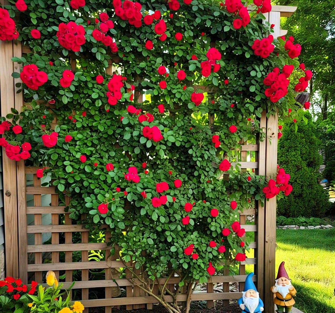 200+ SEEDS- Climbing Rose Flower Seeds Pack - Hybrid, Year-Round Blooms, Minimal Care (BLUE) - Seeds Ville