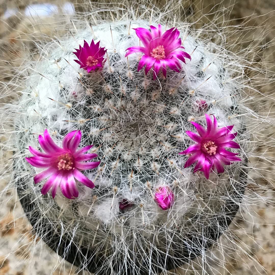 Indoor Cactus Succulent Seeds Pack - 35 Seeds Eco Pack (Old Lady Cactus)