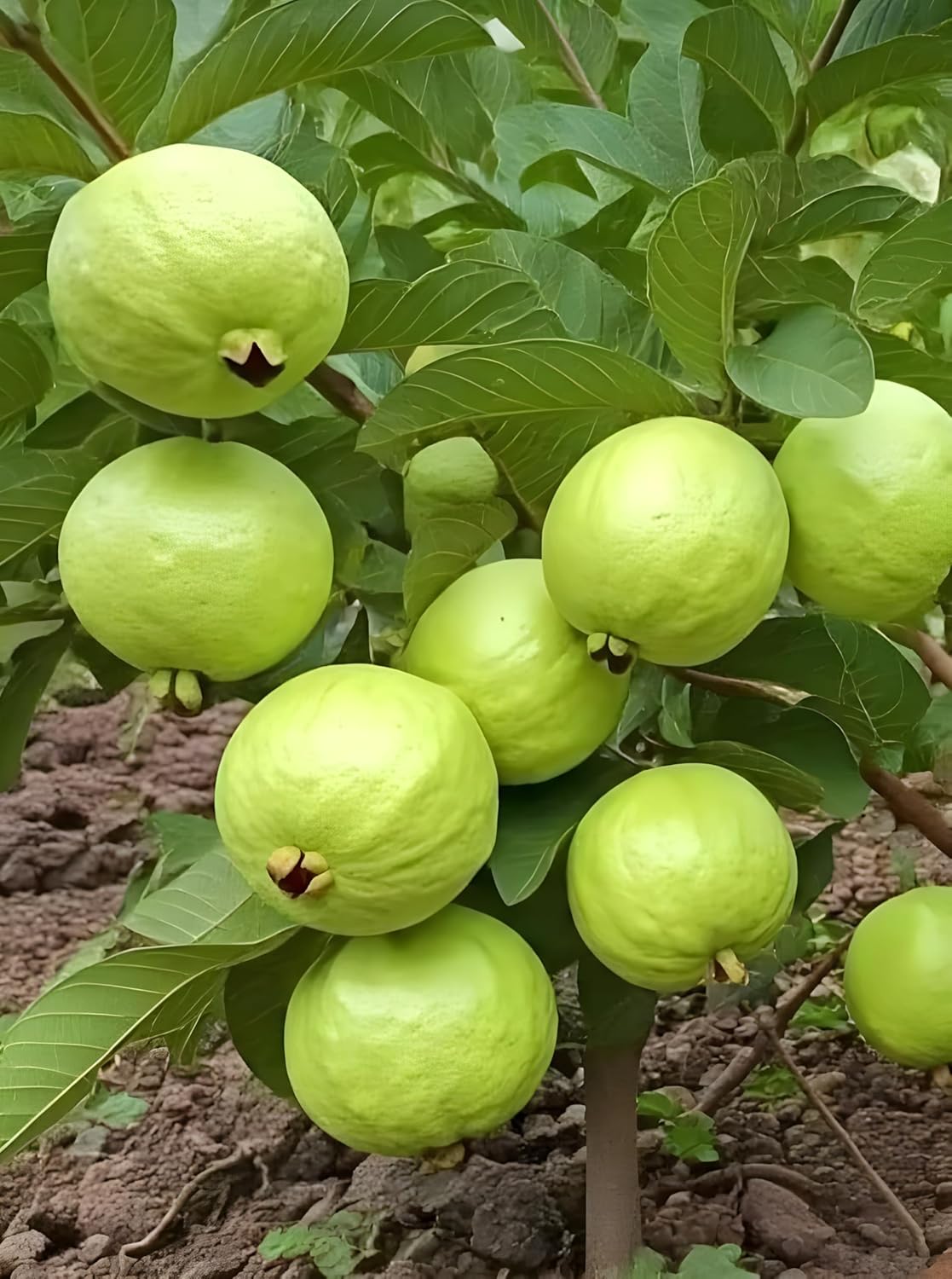 GreenCaart Thai Guava Plant Hybrid, All Seasons Sweet Variety, Seedless Amrud Tree, Pack of 1, Fruit After 1 Year - Seeds Ville