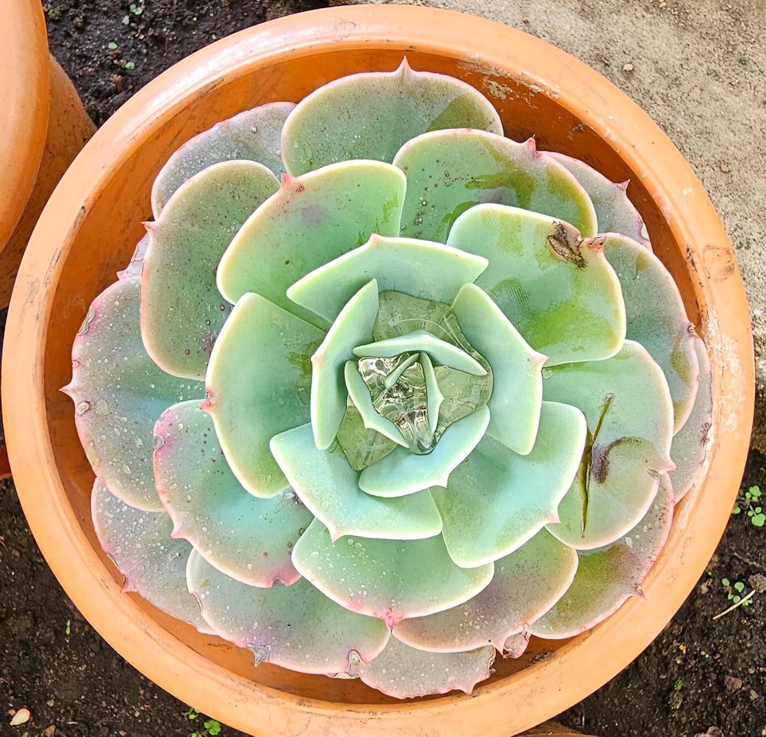 KATASHA KODAIKANAL Organic Echeveria Plant – Live Hardy Succulent – Low Maintenance, Drought-Resistant & Air-Purifying – Perfect for Home, Office & Garden Décor