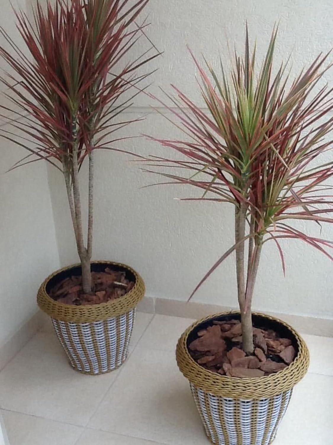 Live RED Dracaena Marginata Plant – Elegant Dragon Tree for Home & Office Decor, Air-Purifying Indoor Houseplant, Pack of 1 (RED)