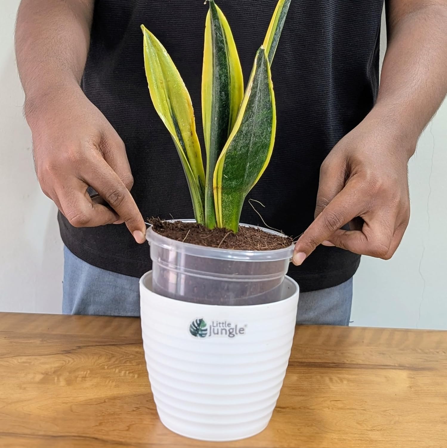 Little Jungle Sansevieria Flame - Live Plant with 5.5 Inches White Decor Pot | Indoor Plants For Home | Snake Plant | Live Plants Indoor | Air Purifying Plant | Live Plant With Pot For Home Decor |