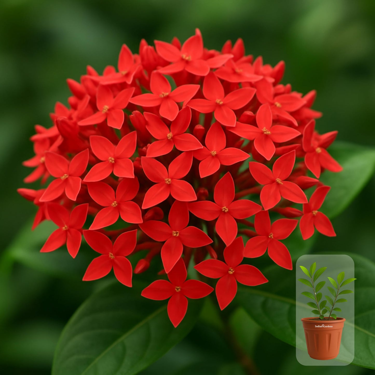 Indian Gardens - Ixora Mini Coccinea Red | Jungle geranium | Flame of the woods | Jungle flame | pendkuli live plant Outdoor Plant with 4 Inch Pot