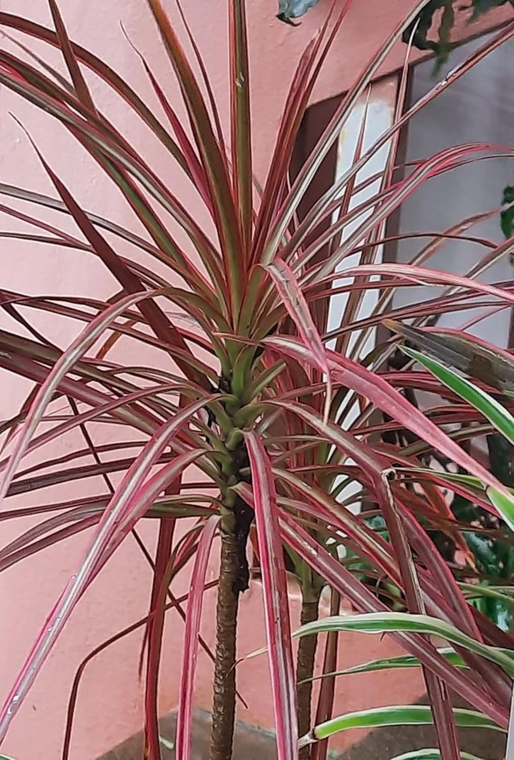 Live RED Dracaena Marginata Plant – Elegant Dragon Tree for Home & Office Decor, Air-Purifying Indoor Houseplant, Pack of 1 (RED)