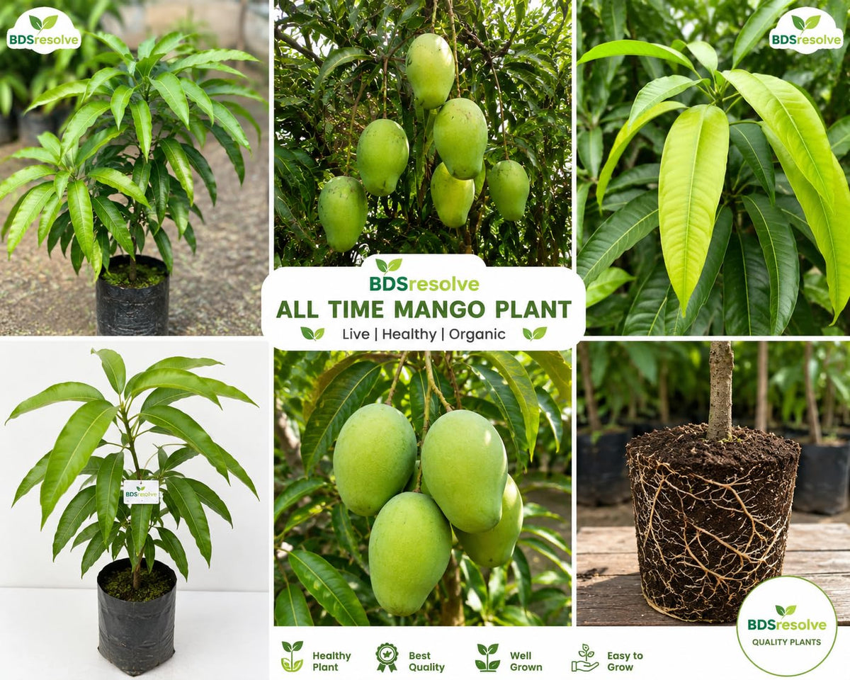 Seeds Ville Thai Baramasi Grafted Dwarf Mango Live Plant 36-45 cm