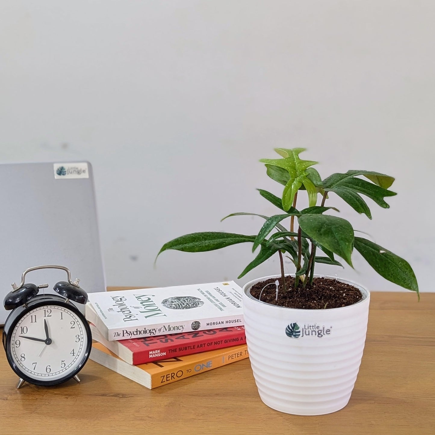 LittleJungle Philodendron Micans - Live Plant with 5.5 Inches White Decor Pot | Indoor Plants For Home | Live Plants Indoor | Air Purifying Plant | Live Plant With Pot For Home Decor |