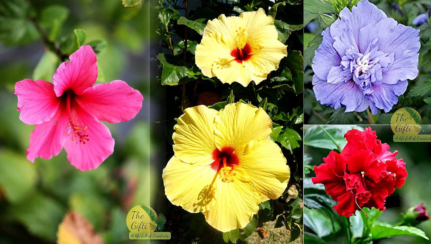 Seeds Ville Hybrid Hibiscus Flower Plant 4 Varieties Pack