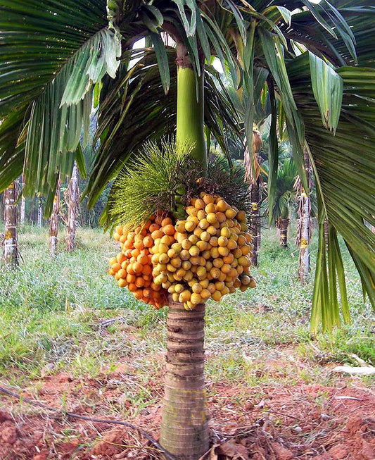 ANU Live Plant Hybrid Dwarf Arecanut Betel plant Betel Nut Plant- 2 feet height