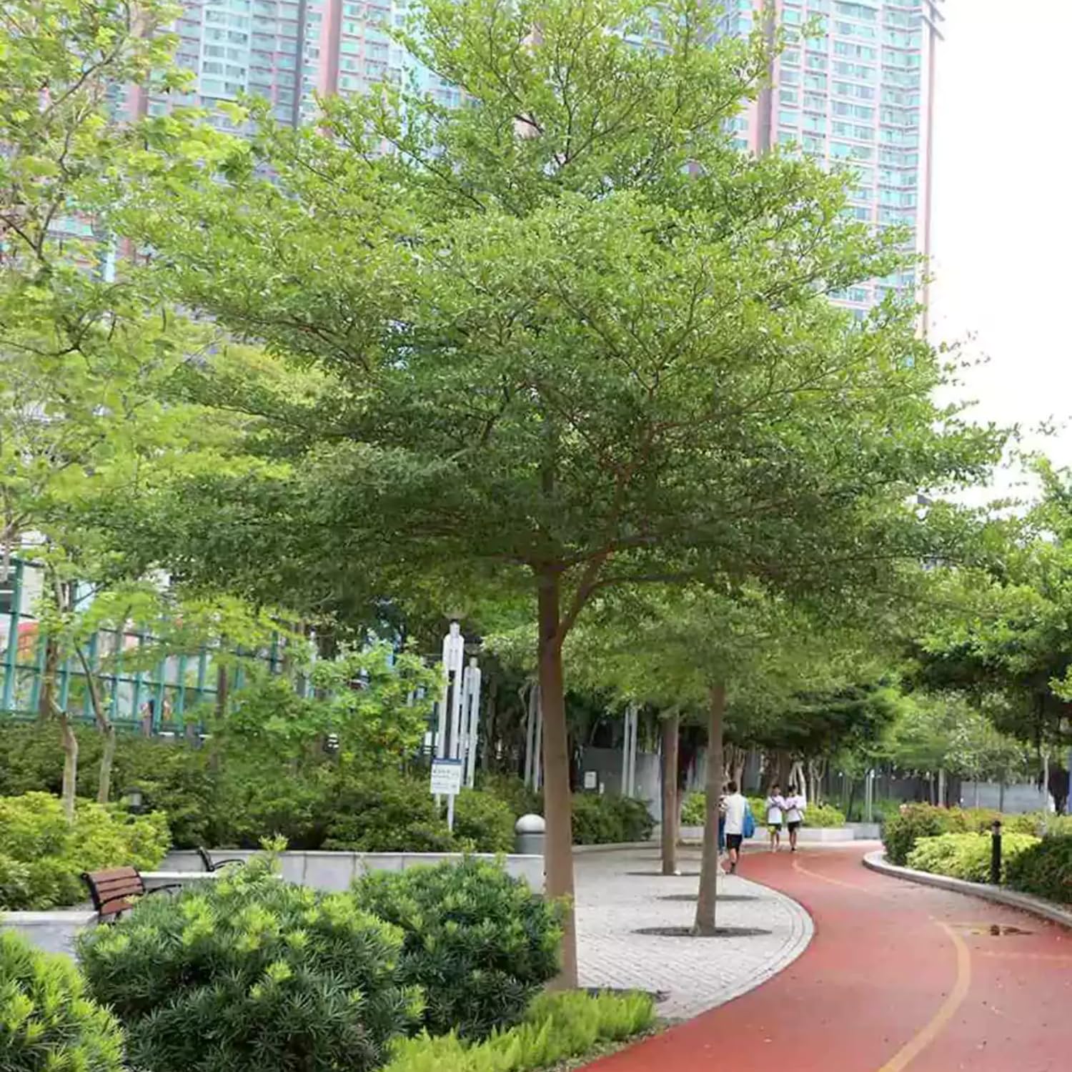 Hug A Plant |Terminalia Green Ornamental Live Plant (Home & Garden)