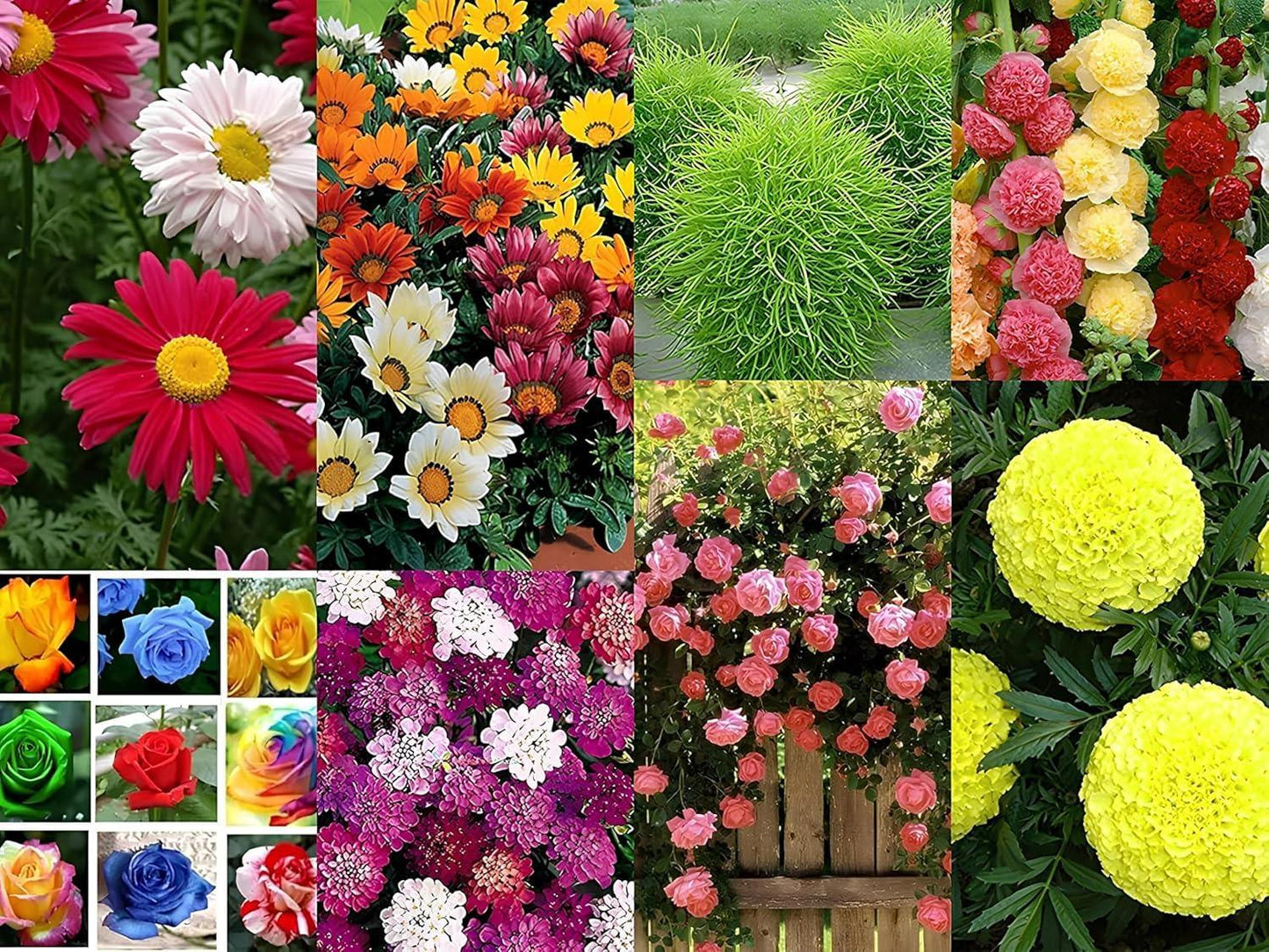 NooElec Seeds India 2200+ Seeds- All Seasons 50 Variety of Hybrid Flower Seeds Combo Pack- All Year Seeds Bank - Seeds Ville
