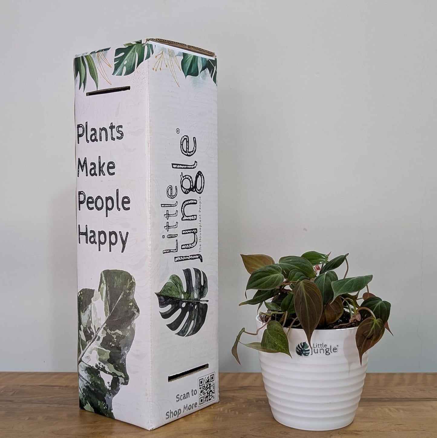 LittleJungle Philodendron Micans - Live Plant with 5.5 Inches White Decor Pot | Indoor Plants For Home | Live Plants Indoor | Air Purifying Plant | Live Plant With Pot For Home Decor |