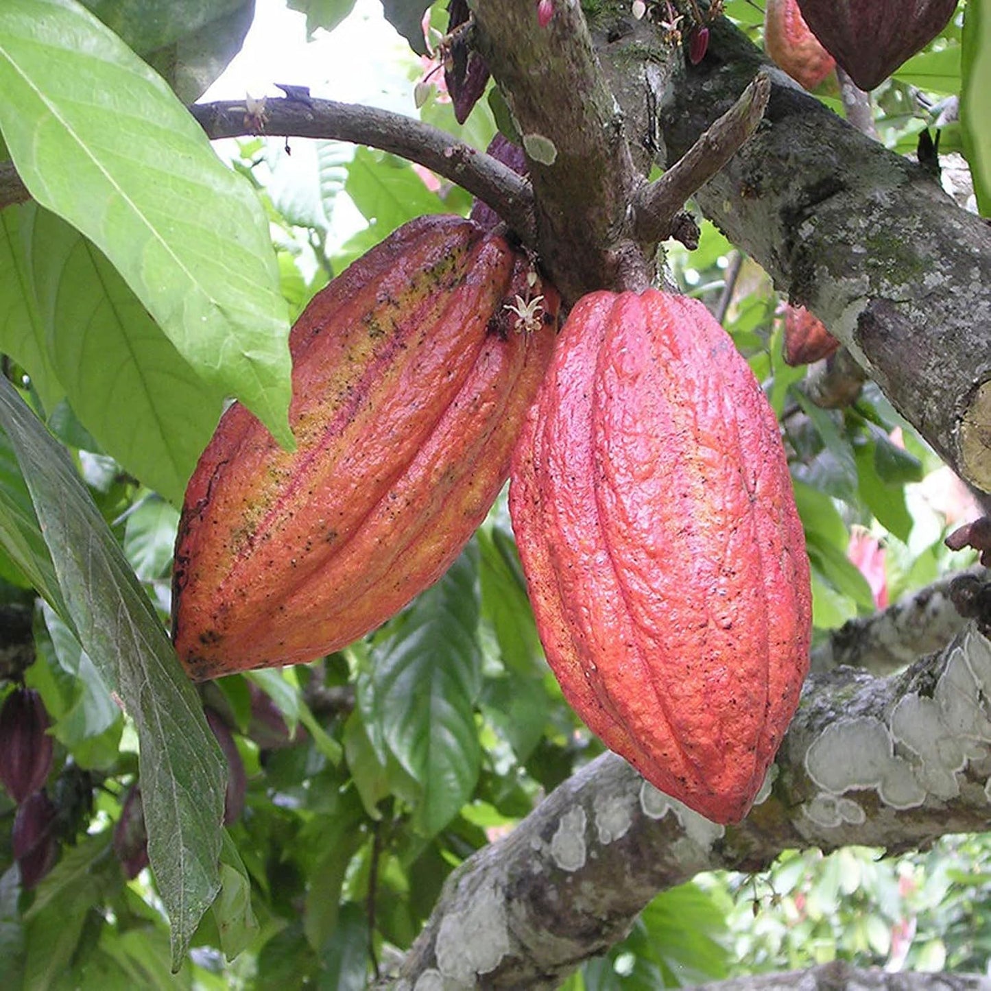 Seeds Ville Cocoa Fruit Live Plant 45-90 cm Tall