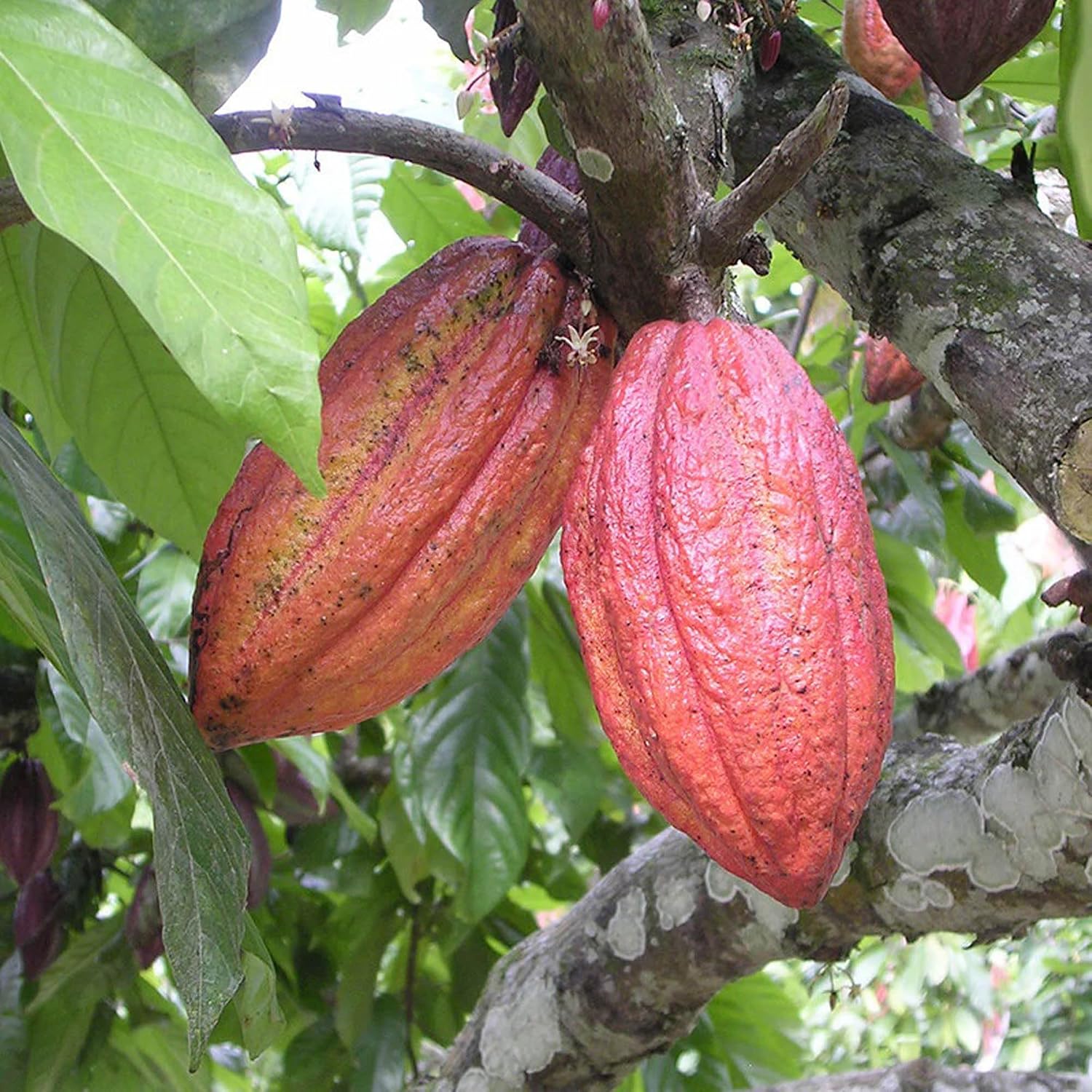Seeds Ville Cocoa Fruit Live Plant 45-90 cm Tall