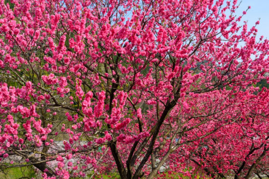 35+ SEEDS- Peach Flower Tree Seeds For Planting- Grow Year Round. (PINK)
